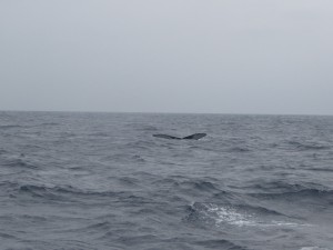 IMG_0072