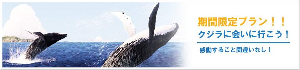 期間限定プラン！！クジラに会いに行こう！感動すること間違いなし！