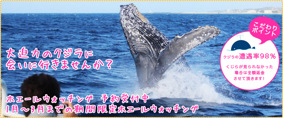 大迫力のクジラに会いにいきませんか？1月〜3月までの期間限定ホエールウォッチング