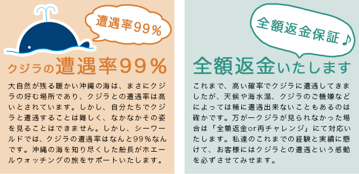 全額返金保証　クジラに遭うことができなければ全額返金いたします。