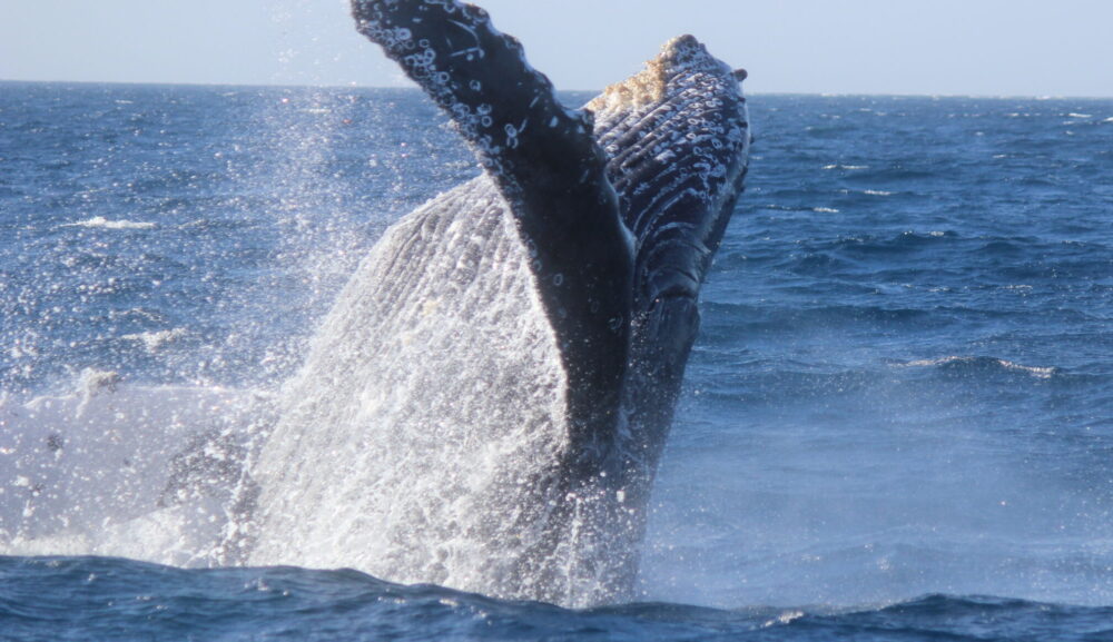 【3月31日】本日のシーワールド🐳