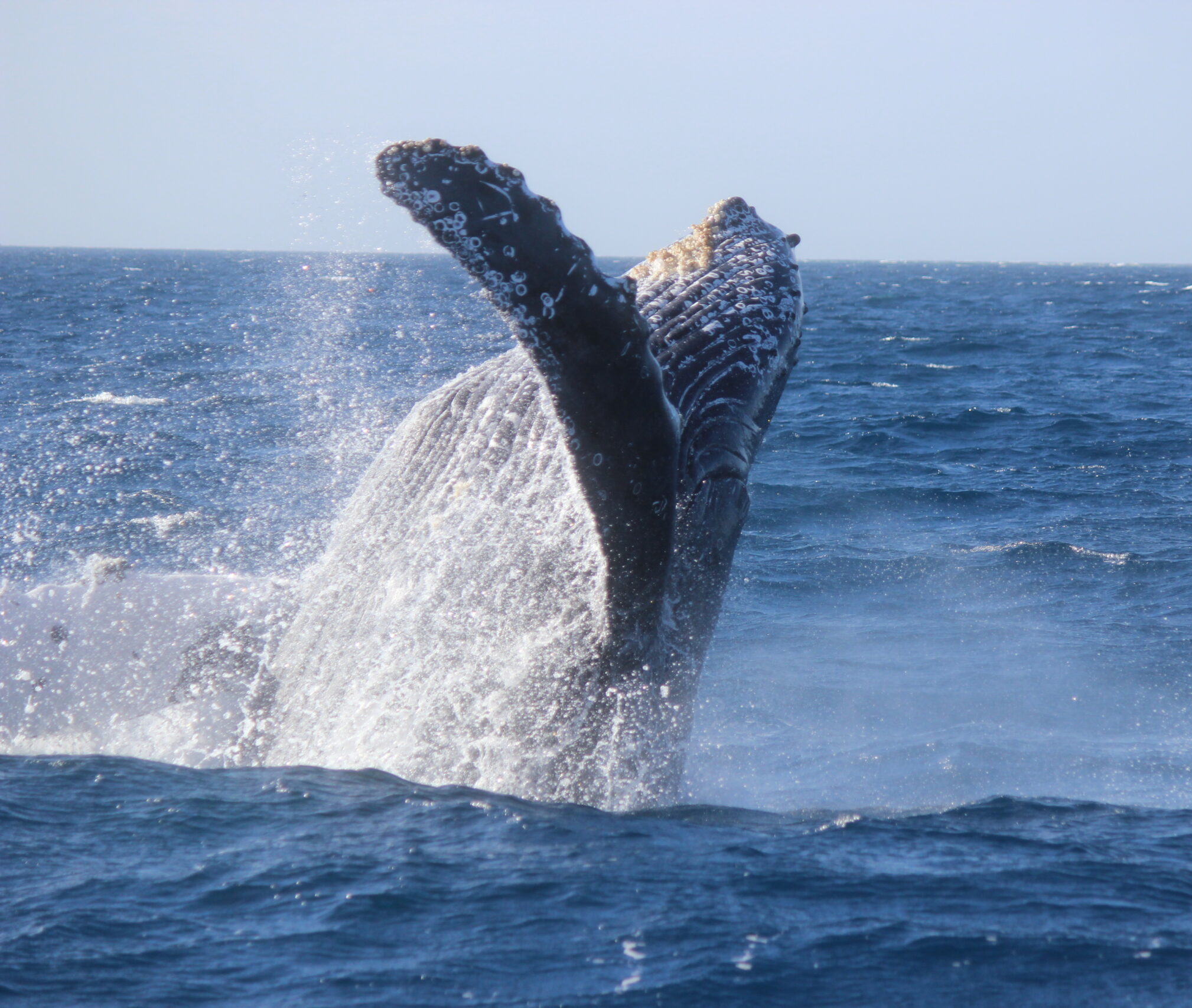 ザトウクジラの保護活動