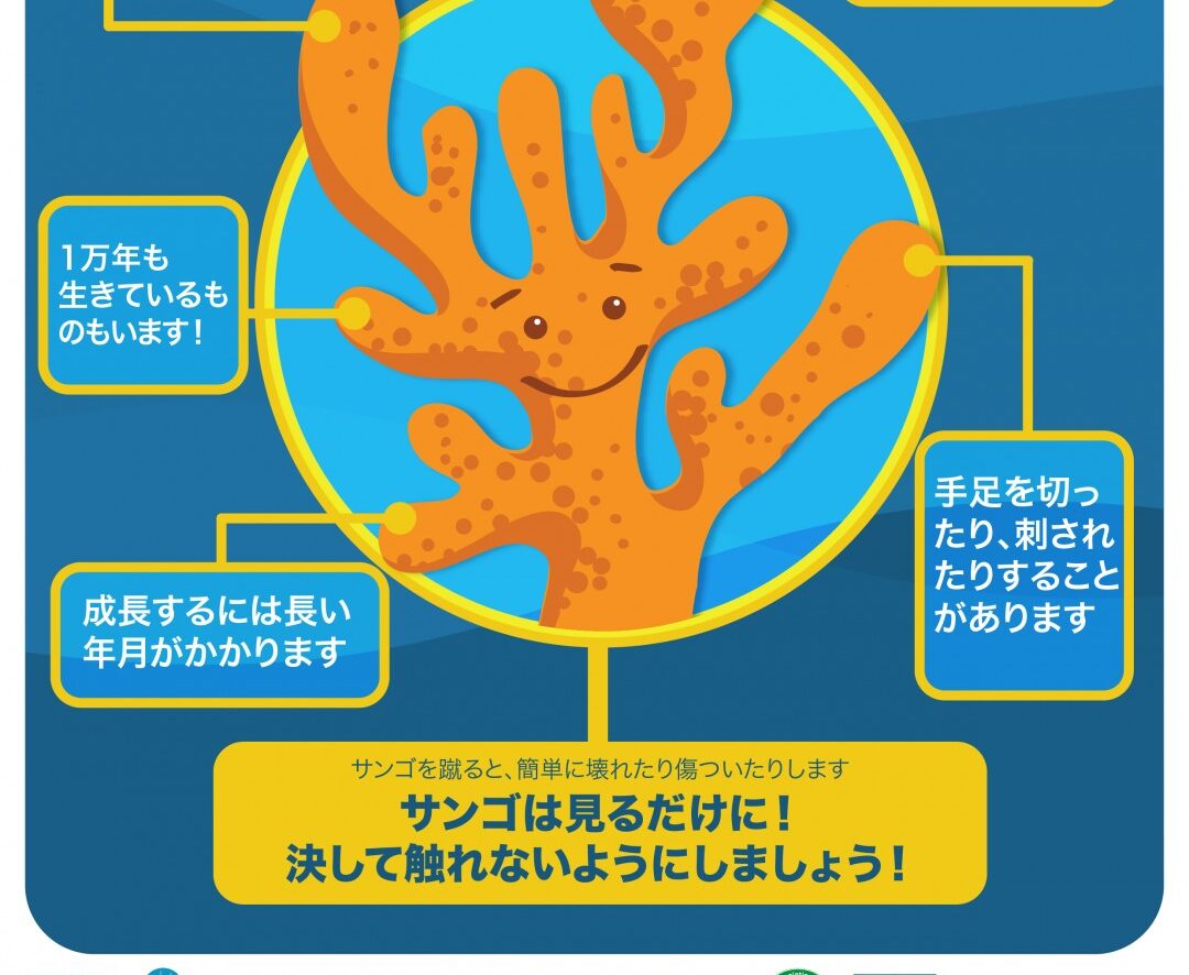 シュノーケルツアーやダイビングの際、海洋生物に対してのノータッチマナーの周知