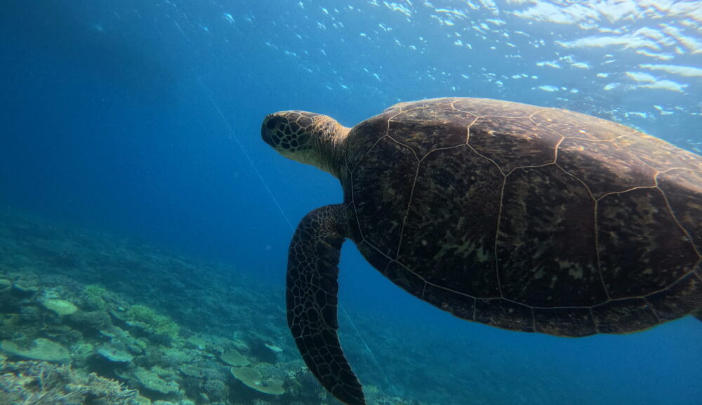 【4月22日】那覇発チービシコース・パラセーリング＆本部発パラセーリング