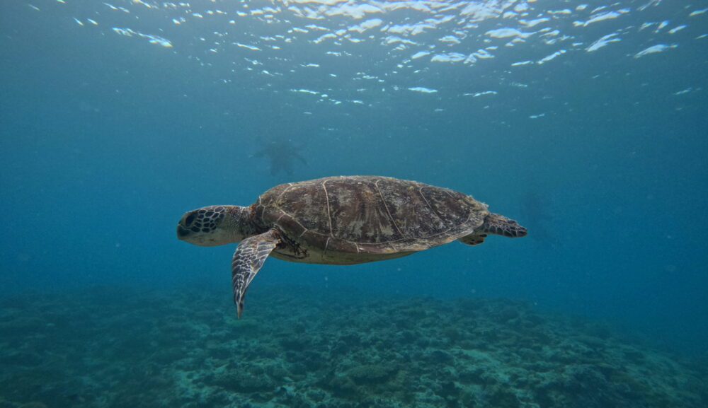 【4月18日】那覇発チービシコース・パラセーリング＆本部発パラセーリング